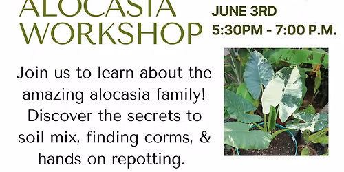 Alocasia Workshop
