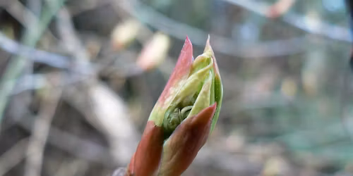 Spring Skills of a Naturalist:  Wild Edibles