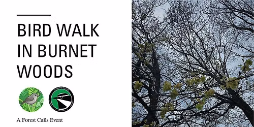Bird Walk in Burnet Woods:  A Forest Calls Event