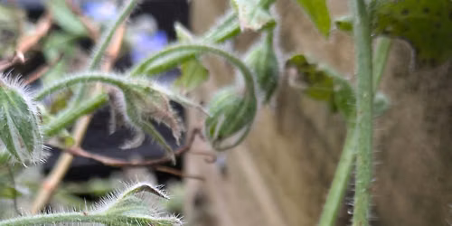 Bees and Butterflies workshop