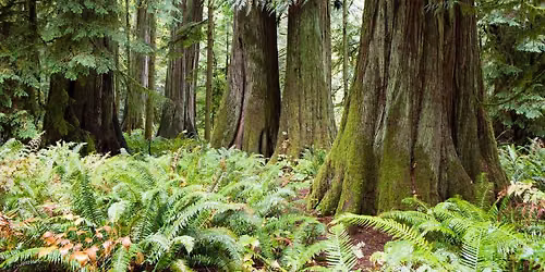 Hope, Clarity, Action: A Cozy Climate Storytelling Workshop with Chlo\u00eb Fraser