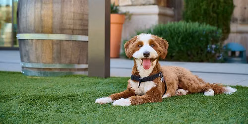 Yappy Hour at Olive & Hay: Deck the Paws