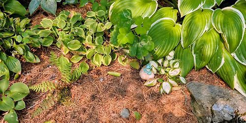 Beaut\u00e9s Feutr\u00e9es: Le Royaume des Hostas avec Marie-Christine Roberge.