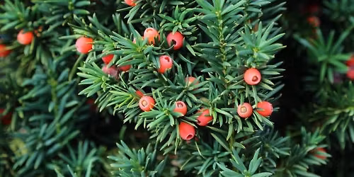 Focus on a Flower: Painting Evergreens & Berries