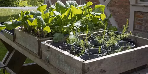 Plantebyttemarked p\u00e5 Gartneriet p\u00e5 Bygd\u00f8y Kongsg\u00e5rd \ud83c\udf31