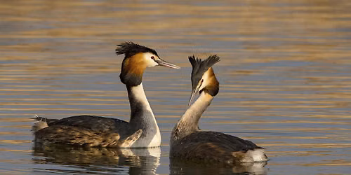 Wildlife Walk: Wetland Birds