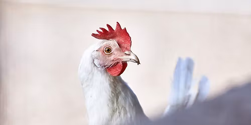 \ud83d\udc13Bes\u00f8g p\u00e5 Orupgaard\ud83d\udc13