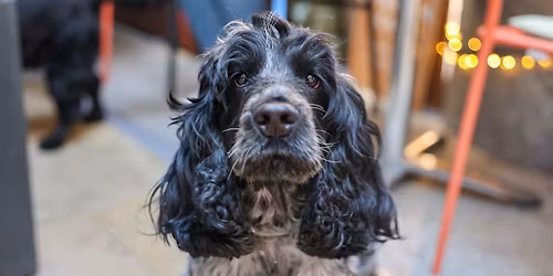 COCKER SPANIEL CAFE - KENT