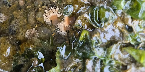 Marine Life Nature Walk