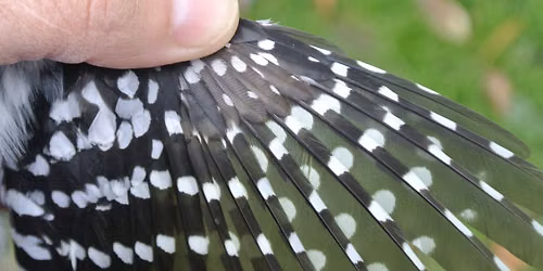 Advanced Molt Workshop