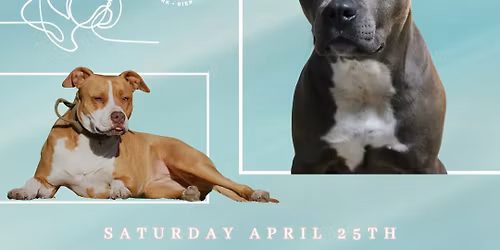 Pitbulls and Pitbull Mixes - March Breed Meet Up