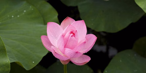 Yoga Nidra Meditation Class  - Fridays at 5:30PM FIRST CLASS FREE