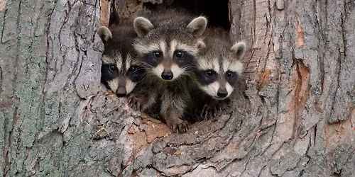 Little Saplings: Critter Babies