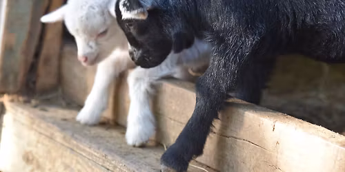 Baby Animal Festival