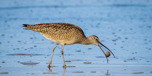 Changes in Massachusetts Bird Populations - Wayne R. Petersen