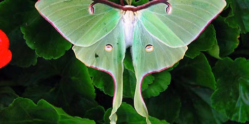 Luna Moth Moonlight: A Stained Glass Workshop