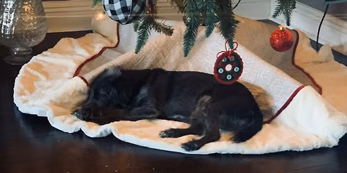 The Cozy Christmas Market