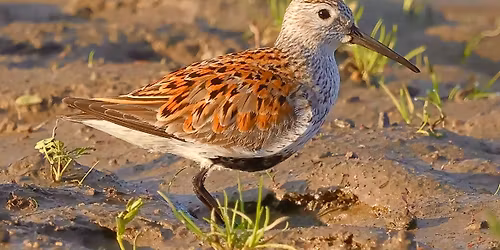 A Bird Migration Spectacle in the Northeast | Professor Ted Gilliland