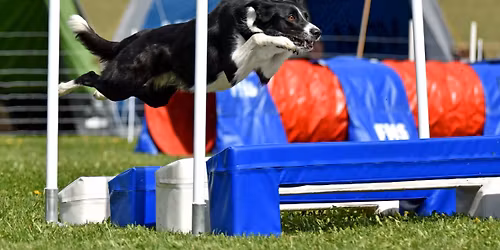 Agility - Nybegynnerkurs