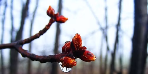 Elemental Rebirth: Breathwork for Central Channel Clearing & Energy Body Renewal