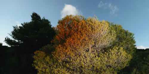 Populous, Etna in Bologna