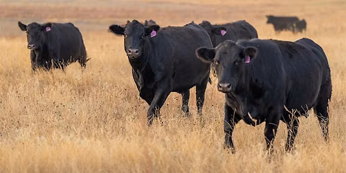 Collin County Beef Cattle Workshop