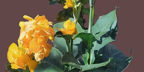 Forcing Summer Bulbs