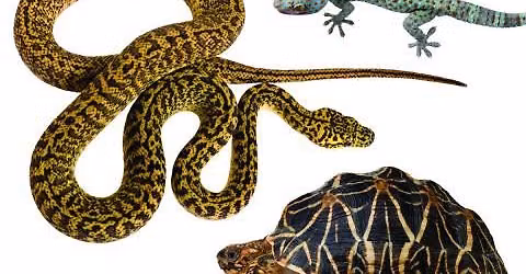 Animal Adventures with Tori's Critters