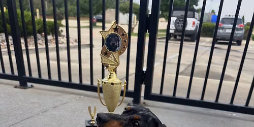 Celebrate National Hot Dog Day