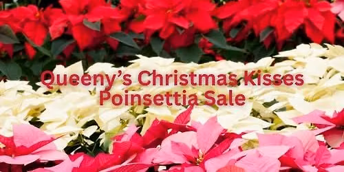 Queeny's Christmas Kisses