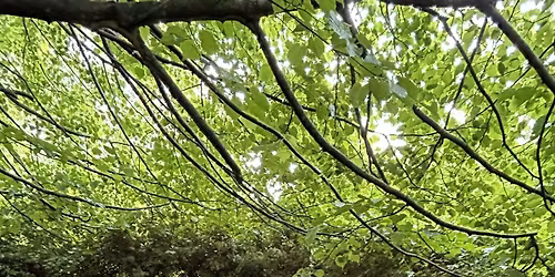 Forest School + Paediatric First Aid Training