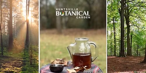 Forest Therapy Class: Forest Bathing