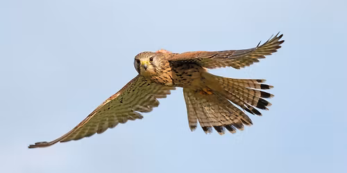 Falconry Display