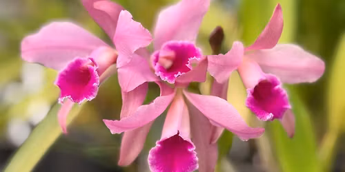 Northeast Plant Show