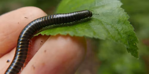 Brilliant Bug Hunt at Swanwick Lakes 10am - 12noon