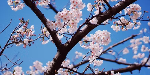 Spring Cacao and Sound Healing Ceremony: The Grace Tour