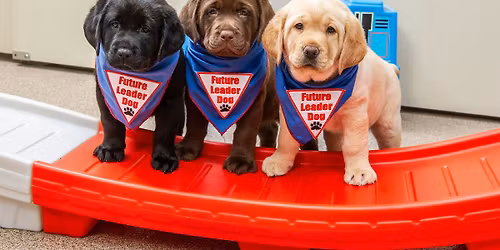 Puppy Raiser Information Session