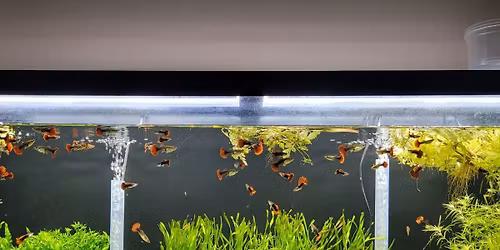 Des Moines Fish Swap (1\/18\/26)