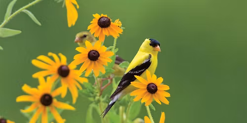 WBU Macon Native Plants for Beginners