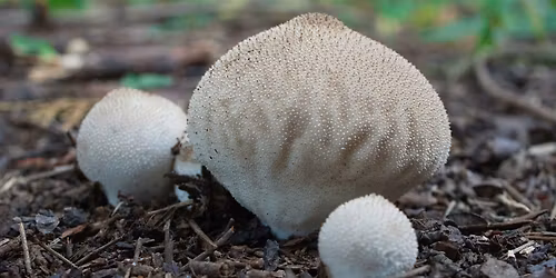 Intro to Mycology: Mushrooms 101