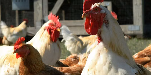 Ted Whitlock Community Center, Backyard Chicken Class