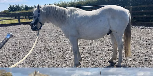 The Horse Intensive