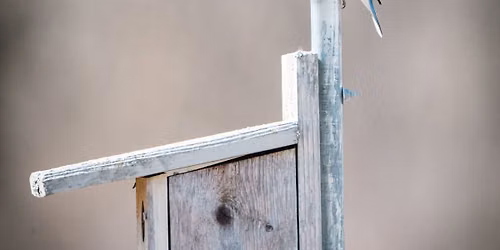BUILD A BLUEBIRD HOUSE 