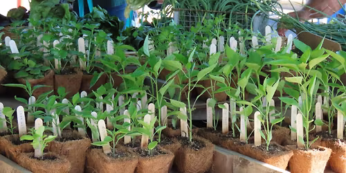 Annual Spring Plant Sale