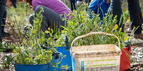 Planting at Astley St Riverpark (Cliff Place)