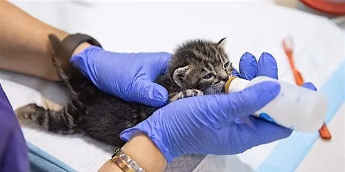 Kitten 101 Class