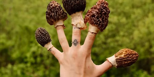 Mushroom Foraging 101