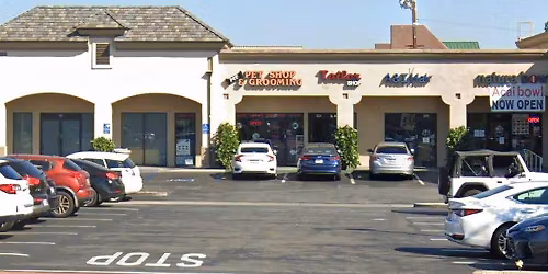 Tustin - Dog dental cleaning