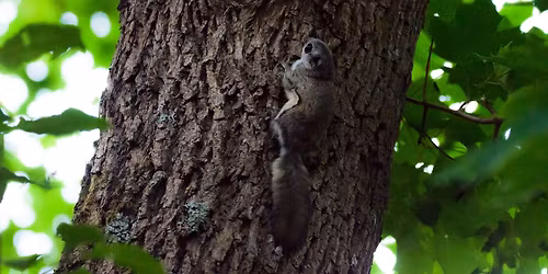 Liito-oravaretki Keskuspuistoon