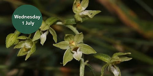 Gosforth's Wild Web: In Search of a Special Orchid